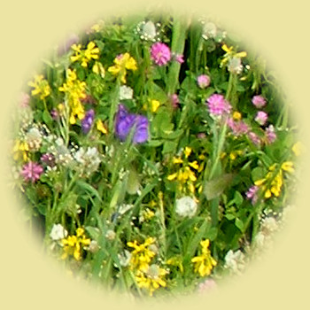 Wildblumen