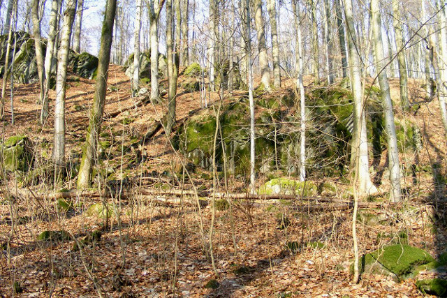 Der verlandete See - Foto Gundula Lendt Der verlandete See - Foto Gundula Lendt