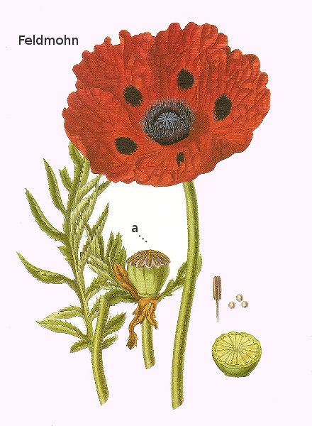 Feldmohn