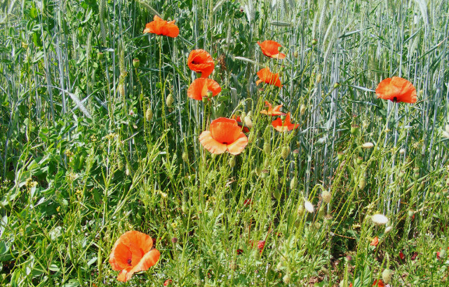 Mohnblumen am Feldrand