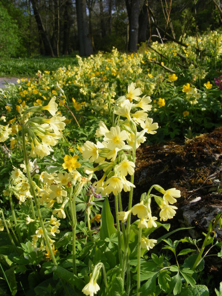 Schlüsselblume