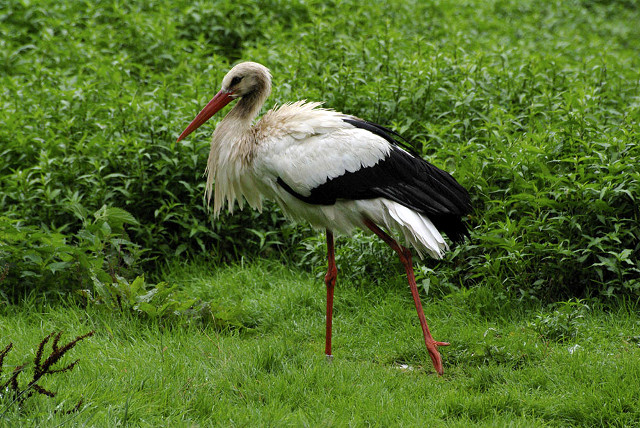 Der Storch